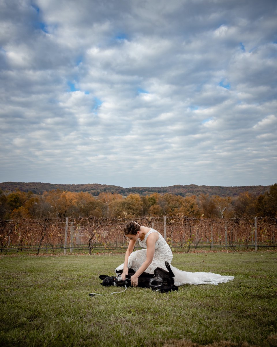 TowerStudios's tweet photo. This good boy doesn't care why his mom is wearing that big white dress... just keep those belly rubs coming!
#doggotuesday #dogsofig #bellyrubs #stlphotographer #2020wedding https://t.co/9O7tNFx4Jm