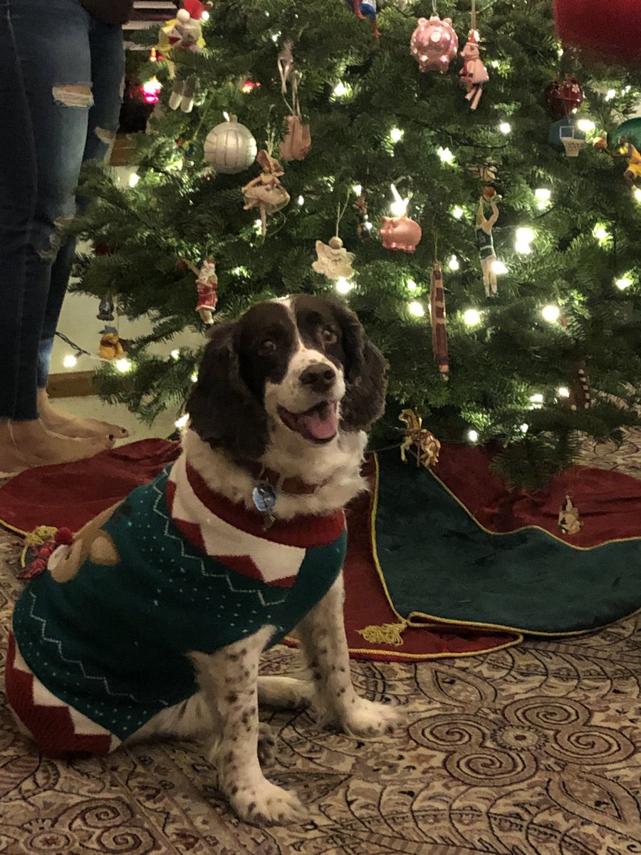 BJSWilson's tweet photo. @UnitronUS Dog sweater https://t.co/4Z8nzQCo4z