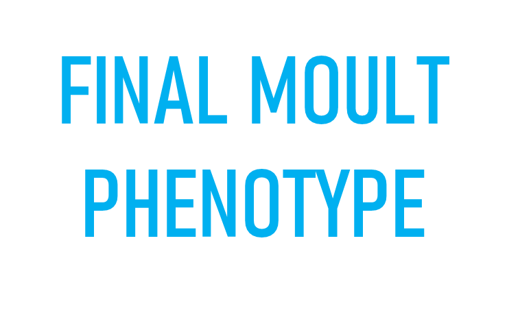 JovaniLab's tweet photo. Overall, this study shows the relevance of addressing quantitatively the study of raw bird moult data at the individual and feather levels, i.e. at the final moult phenotype level (14/14) https://t.co/zzi6FsLrSx