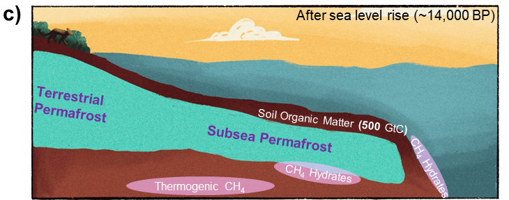 As the Earth came out of the glacial period due to natural orbital changes and ecosystem feedbacks, the ocean inundated this vast area. Liquid water is the enemy of permafrost, and the submarine soils (and the organic matter they contained) started to thaw immediately. 3/n
