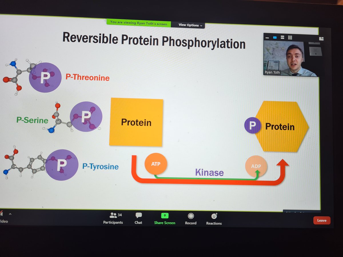 annelab27's tweet photo. Fantastic MSc Defense Exit seminar by @ryanbtoth from the @GregMoorheadLab  ! Really happy with all the RLPH2 new data. Congratulations Ryan! 
Ps. Your audience was not only human... 🐈 https://t.co/WaFGuH6qIT