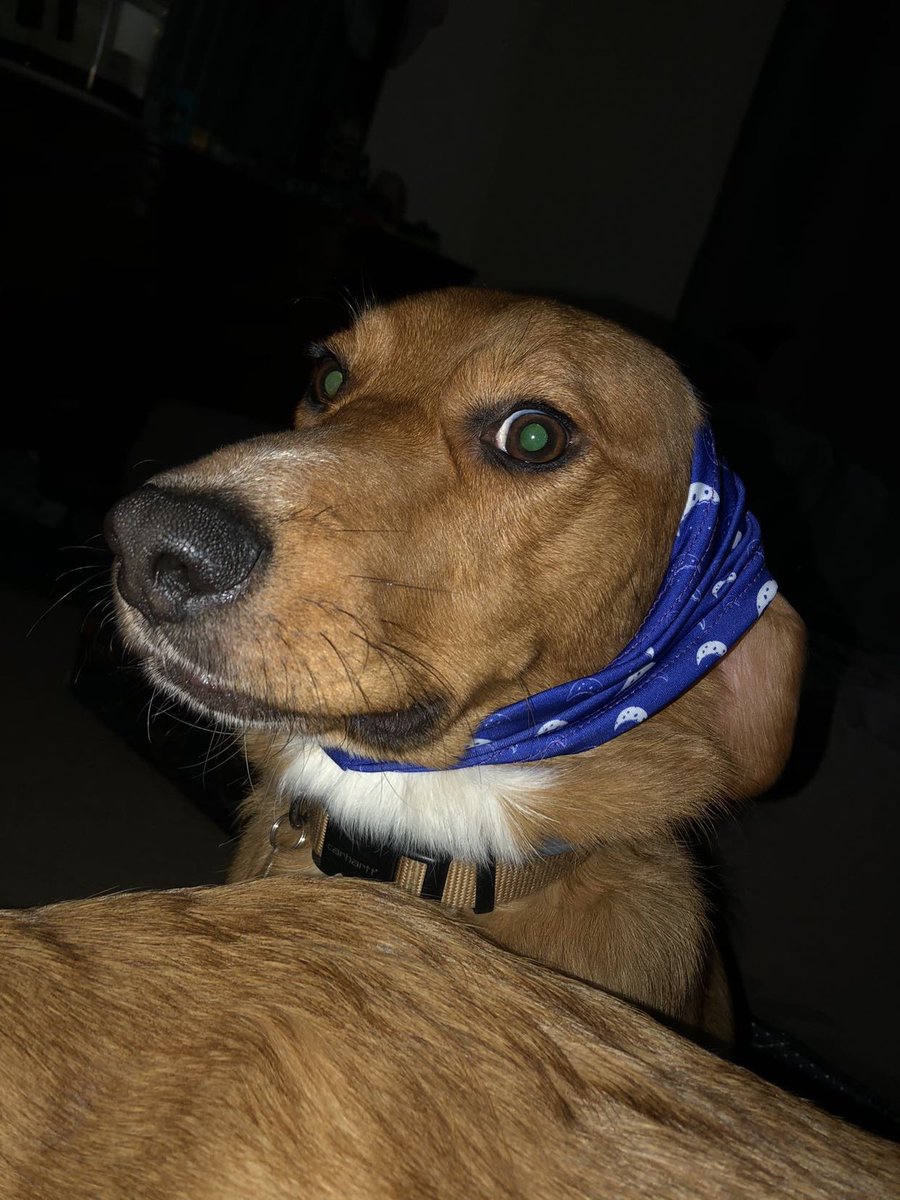 CoreyJFerrell's tweet photo. Just wear a mask. So easy, a dog can do it. https://t.co/x3zw2Pclgr