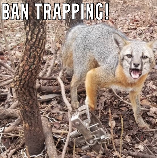 NHCART's tweet photo. Just a reminder who Miss New Hampshire's fur coat was made out of, the small gray fox. It must have taken at least a dozen to make her coat. Time to end this fur coat tradition and #BanTrapping
#MissNewHampshire #MissNH #GrayFox #TrappingIsNOTHumane #NoFur https://t.co/48zlZtxcRx