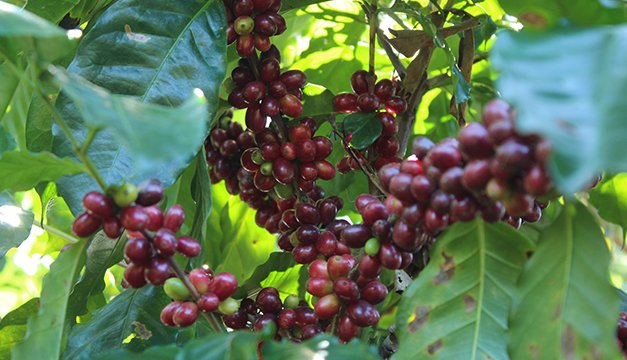 ElMundoSV's tweet photo. #Economía | #Italia apoyará con $5 millones para impulsar la caficultura salvadoreña > https://t.co/okgjOOUW2n https://t.co/zBlG67AARk