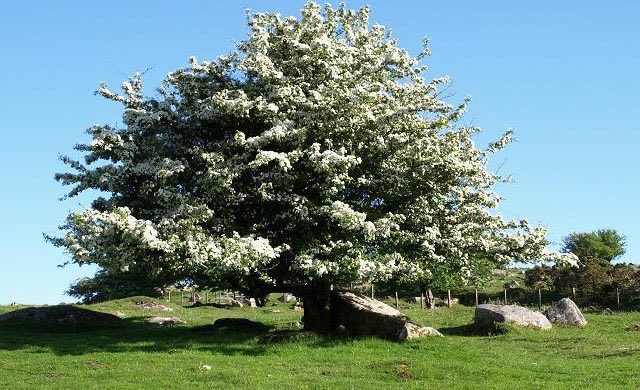 A number of trees are scattered across the country, termed Rag Trees. They are associated with healing & have articles of those who wish to be cured hung from their branches. They are often associated with holy wells or ancient (3-4th C) graveyards.