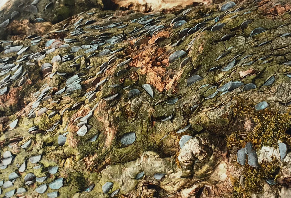 A feature of Sacred Trees was the power of prophecy or divination. A tree in the Midlands used to have coins pushed into it to ensure that the act would bring the migrant home (sadly it died of metal poisoning). The tree was beside a Relig (circular shaped 3-4th C graveyard).