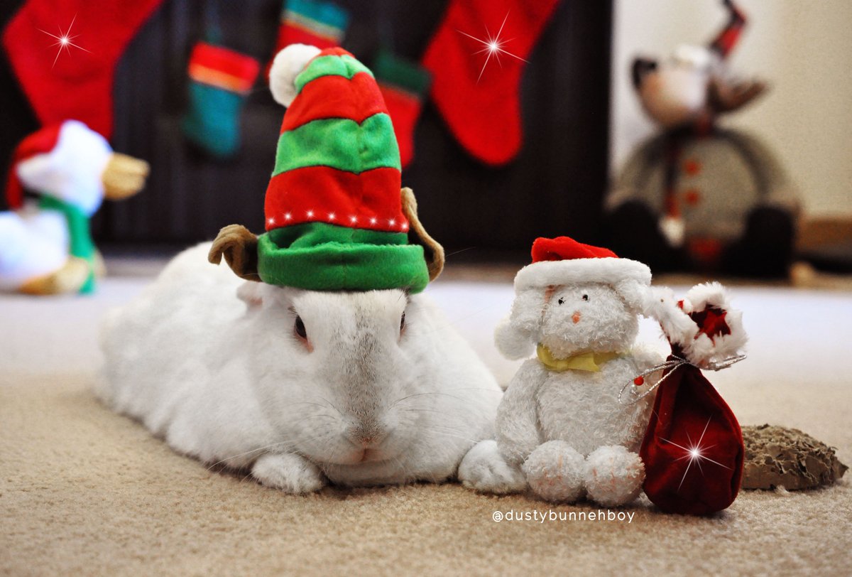 I think I should be Santa Paws🎅 and Mini Me should be an elf🧝
🎄💖🎄
