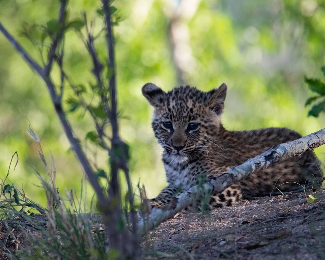 A little leopard as curious as can be, observing the humans below from the safety of a termite mound. Image: @dylan_pons_photography