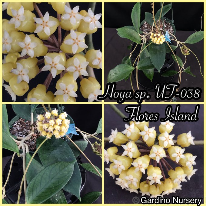 Watch Hoya Plants's leaked NSFW photo on TwXstars