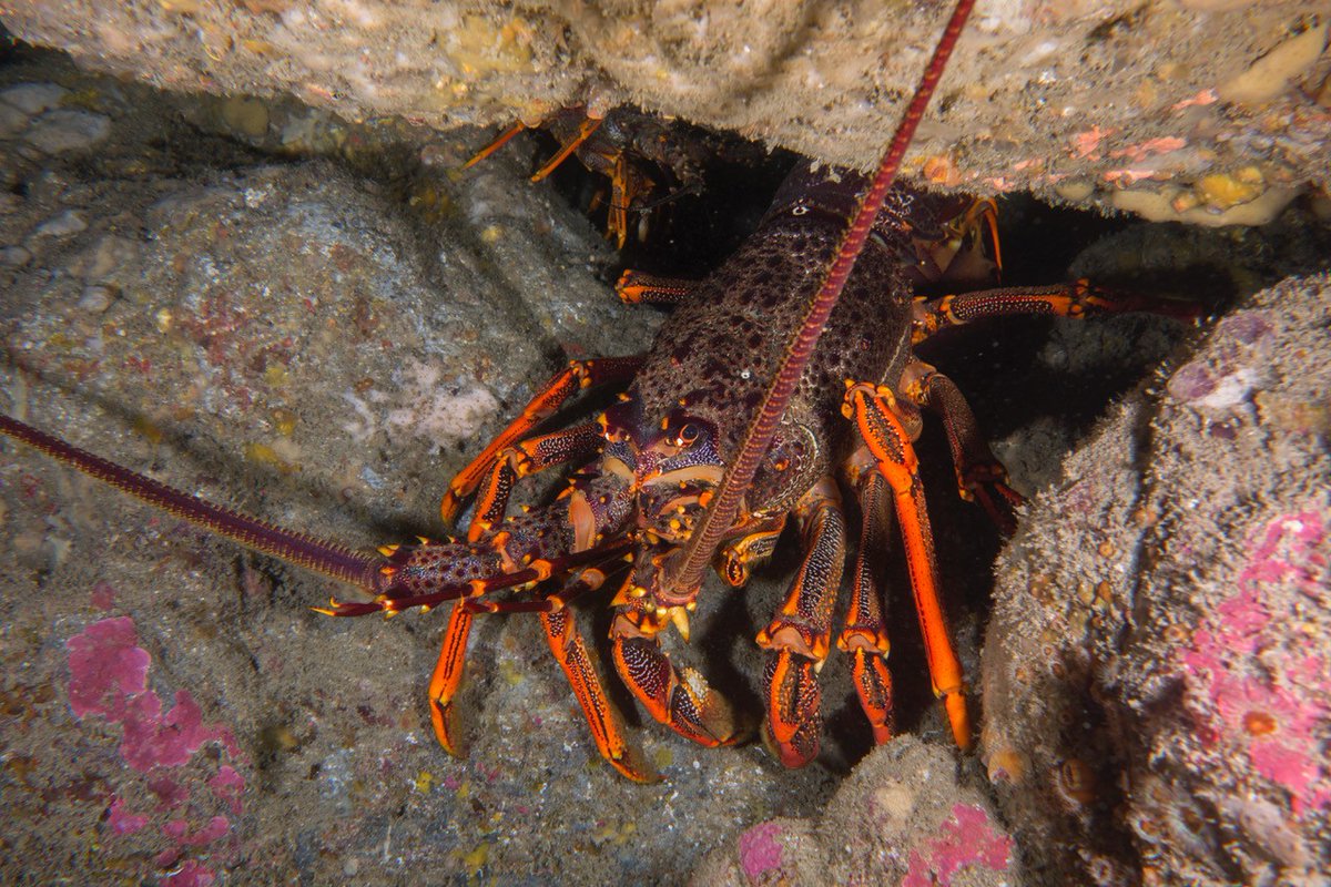 I'm really happy to see this paper out! Geographic isolation and habitat structure drive a recent diversification of rock #lobsters @JanStrugnell @MarineOmics @CSTFA_JCU #genetics #evolution onlinelibrary.wiley.com/doi/epdf/10.11… Photo by Valerio Micaroni