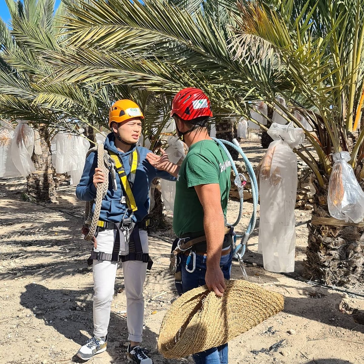 Si no pudiste ver ayer el programa "#Loving #comunitat #valenciana" de la TV autonómica valenciana, aqui te dejamos el enlace en el que podras ver el #palmeral #histórico de #Elche y una de las explotaciones de #dátiles de #TodoPalmera.
Enlace: youtu.be/RzfLdFwt66I