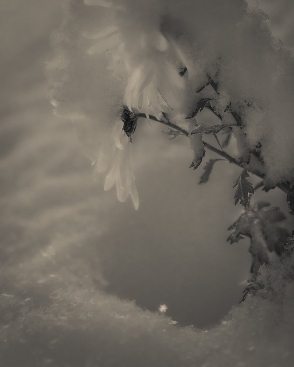 debloois_jason's tweet photo. Keep on keeping on, little snowflake.
#photooftheday #snowflakes #winterapocalypse https://t.co/lKVRRUicVj