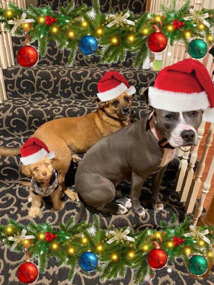 Elizabeth Mulkey tweet media