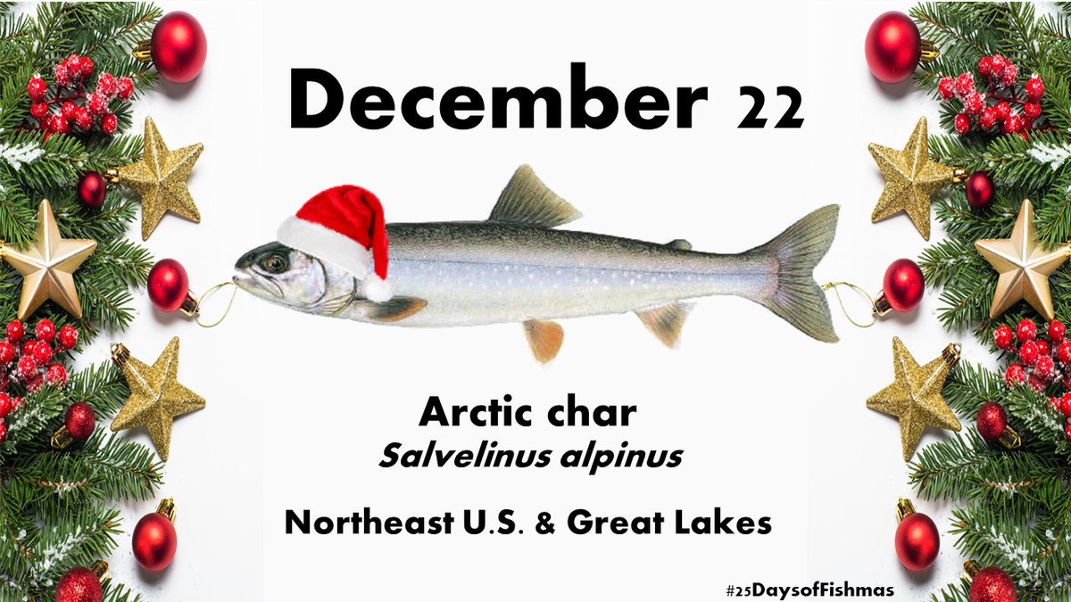 Arctic char (also spelled charr) is a member of the Salmonidae family and is notorious for having lots of distinct morphological variants or “morphs” - meaning there’s a *lot* of variation in how they look/act depending on where you find them  #25DaysofFishmas