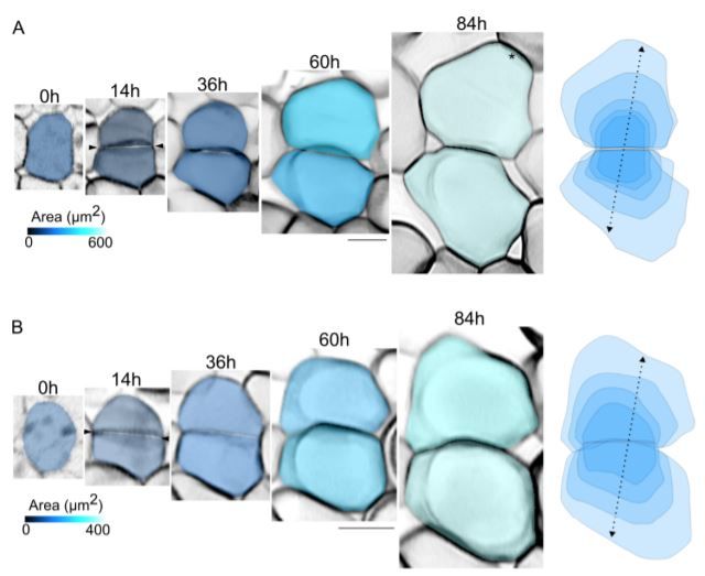 Live Imaging of Microtubule Organization, Cell Expansion, and Intercellular Space Formation in Arabidopsis Leaf Spongy Mesophyll Cells #MesophyllCells #PlantSci buff.ly/3nEqTJC