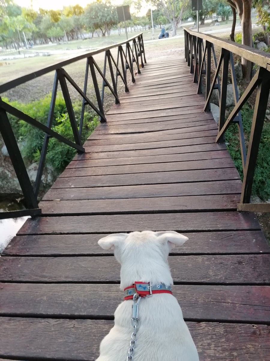 germaynecen's tweet photo. A correr bello bello 🐕 https://t.co/pXsWuXR6Oz