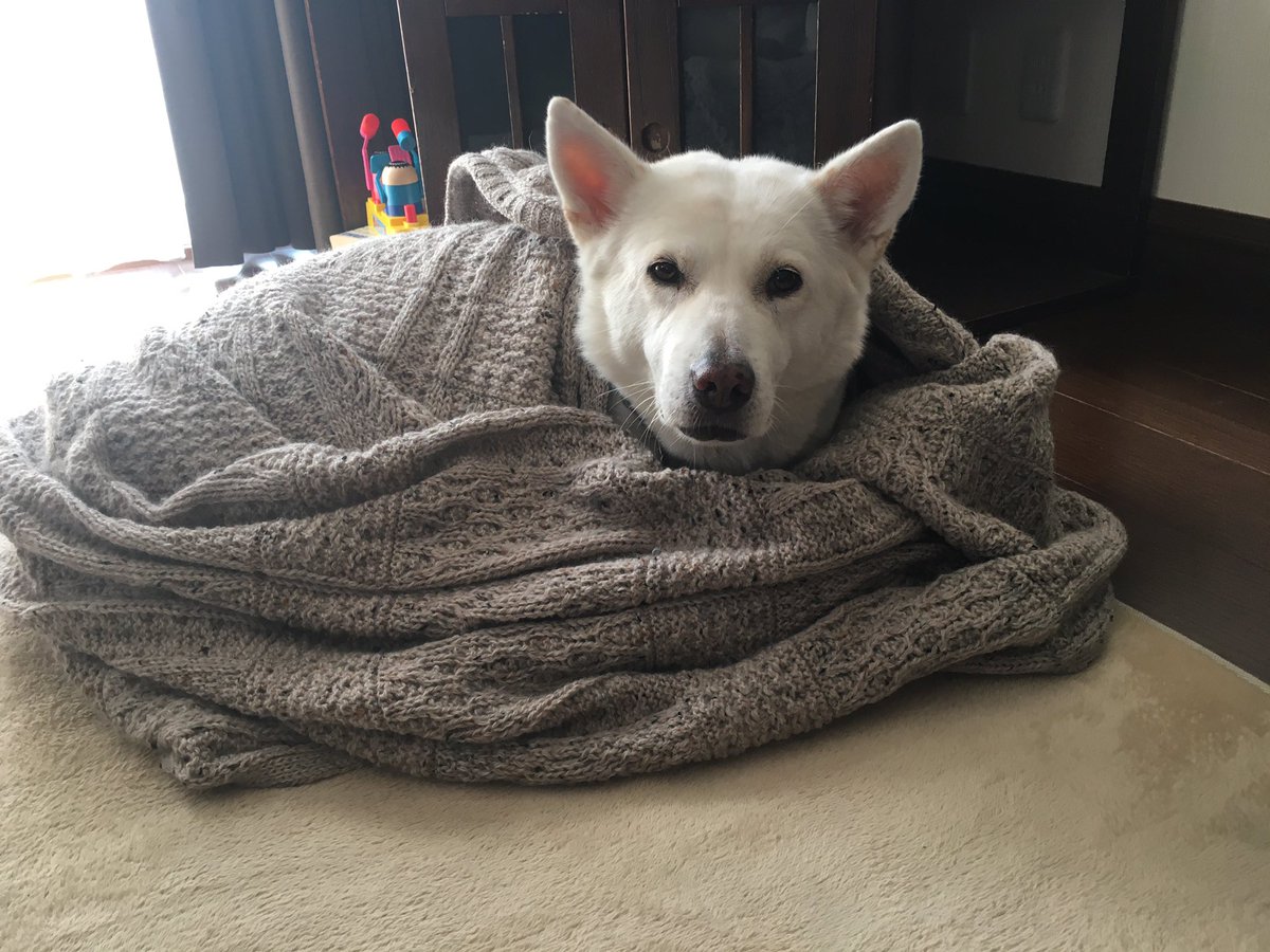 taminjapan's tweet photo. @lifesafeast New throw for the sofa ended up on Gabby 💁‍♀️ #ExtraSnuggly #LazyHolidays https://t.co/hME78cC2YR