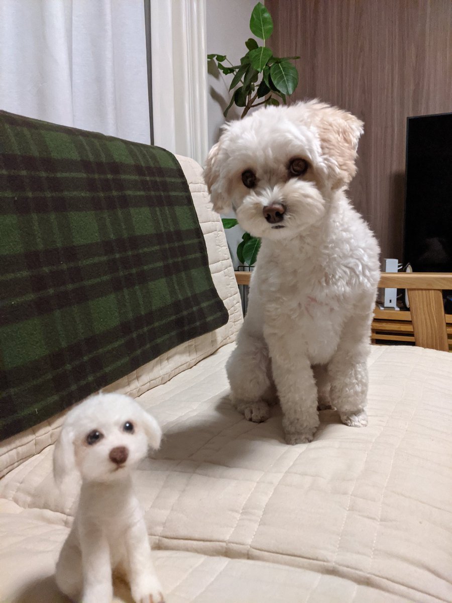 masamix0815's tweet photo. 分身(未完成)
#羊毛フェルト
#愛犬の分身 https://t.co/m3KHTD0JgQ