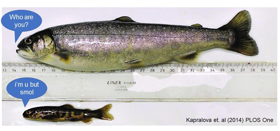 Sometimes called the “most variable vertebrate on Earth,” Arctic char’s large variability in size and life history may be an adaptation to the extreme + unpredictable ecological conditions of their homes: Arctic ecosystems and northern/high-elevation lakes  #25DaysofFishmas
