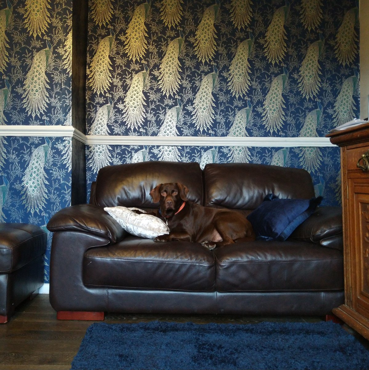 BionicBeverley's tweet photo. Yes Poppy, Eve and I decorated the whole living room just so that you could look regal. 

Poser!

I absolutely love the Peacock wallpaper from @WOWallpaperUK

#dogs #dogsoftwitter #dogsonsofas #pointerdor #LabPointerX #diy @rasch_uk https://t.co/gbPRc4RBUd