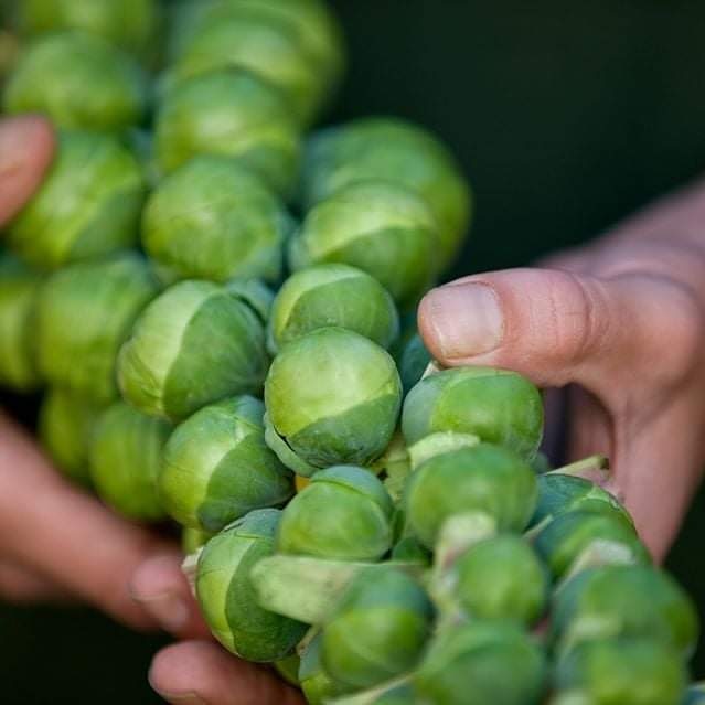 Londonfarmers's tweet photo. Tomorrow's #farmersmarkets: #Balham, #Blackheath, #HighStKen #Islington, #Marylebone, #Nottinghill, #Parliamenthill #Pimlico, #Queenspark, #Southken #swisscottage, #Westhampstead & #Wimbledon all end an hour earlier than usual. Thank you for supporting your local farmers market! https://t.co/bs44xc4c1h