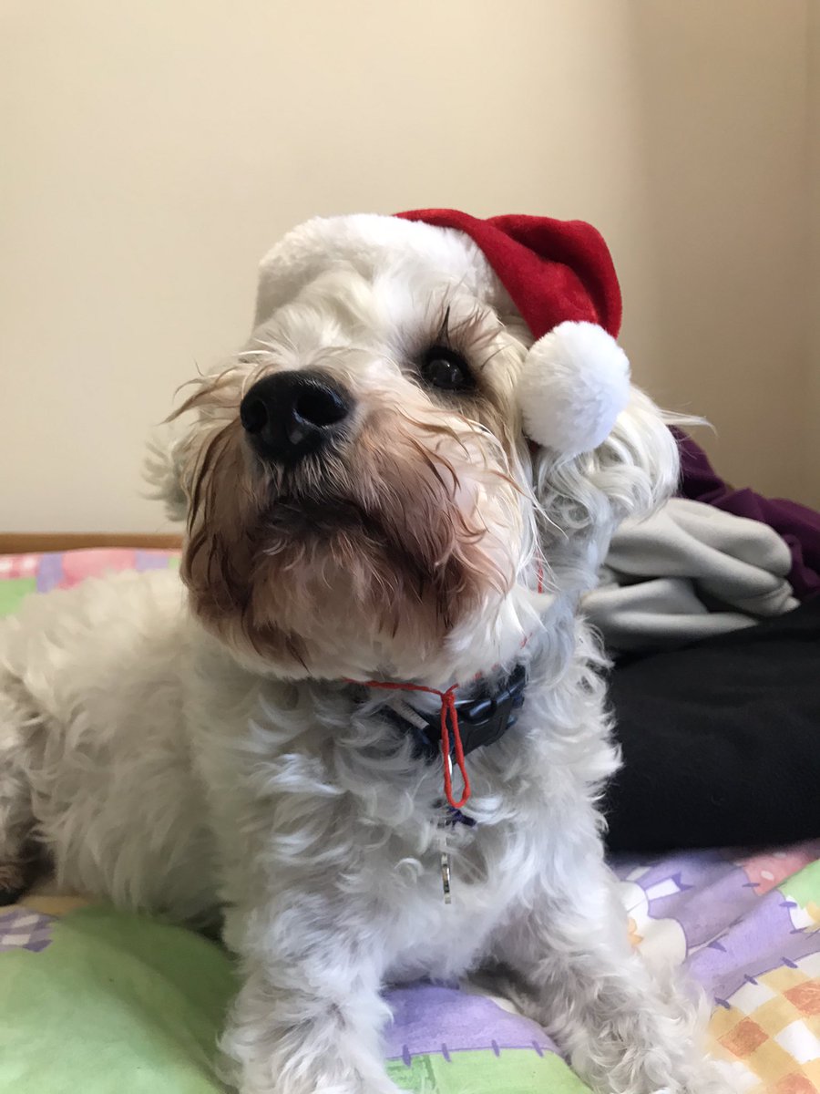tobygoodboi's tweet photo. Happy holidays everyone ❄️ 

#DogsofTwitter #MerryChristmas #HappyHolidays https://t.co/5j7jnDyvJR