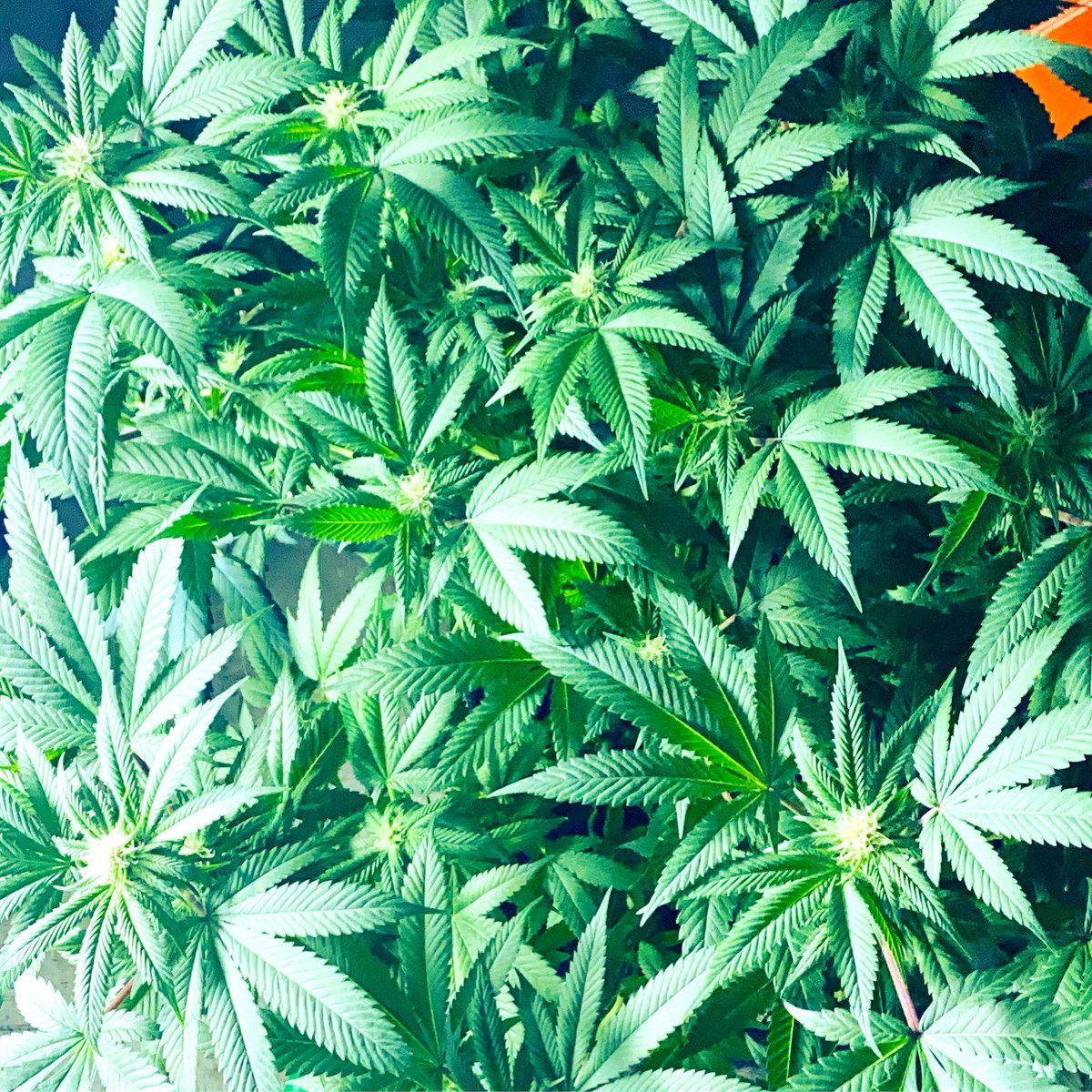 ChrisCannaGrow's tweet photo. Was suppose to be cream auto from @GrowersChoiceUS but I had to flip it myself , but it turned out massive !! https://t.co/RxcvAmsjAS