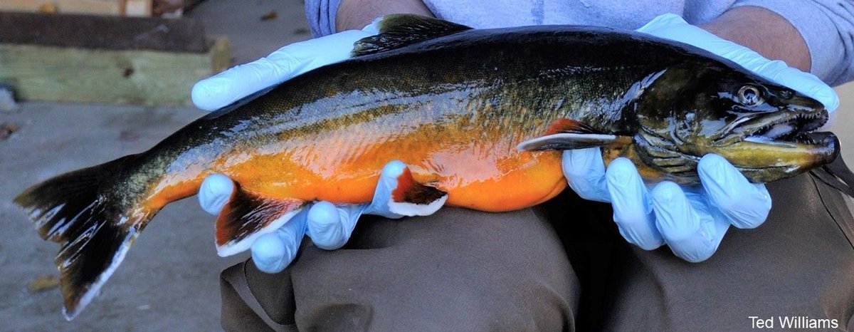 Maine's bluebacks are only found in about a dozen lakes in state's far north - most of which are remote + require a decent hike. The difficulty of accessing char waters, as well as their small size (rarely >16in/40cm), makes them not a super popular sport fish  #25DaysofFishmas