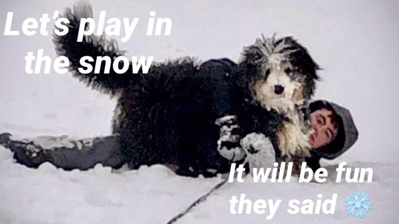 Buckeye Ridge Bernedoodles tweet media