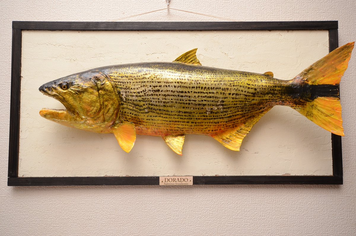 ドラド。 南米の黄金魚。 あつまれどうぶつの森で知名度が少し上がった 