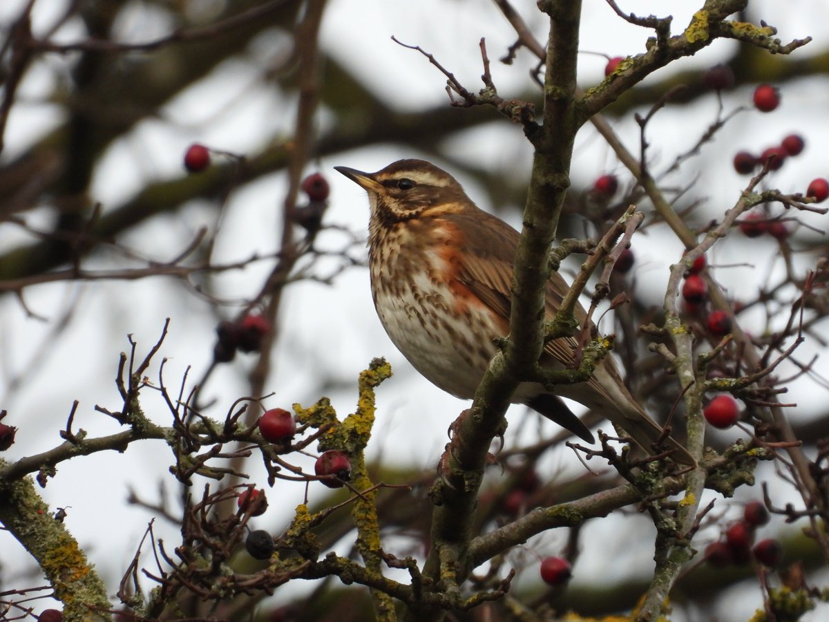 Mightychub's tweet photo. #WyverLaneNR #amshift Highlights 2 Cormorant, Buzzard 6 Gadwall, 6 Shoveler 3 Tufted Duck, 127 Teal Fieldfare & Redwing still in numbers 1 m Stonechat @DerwentBirder @DanielCMartin1 #Derbyshirebirds https://t.co/vpK61cJP6C