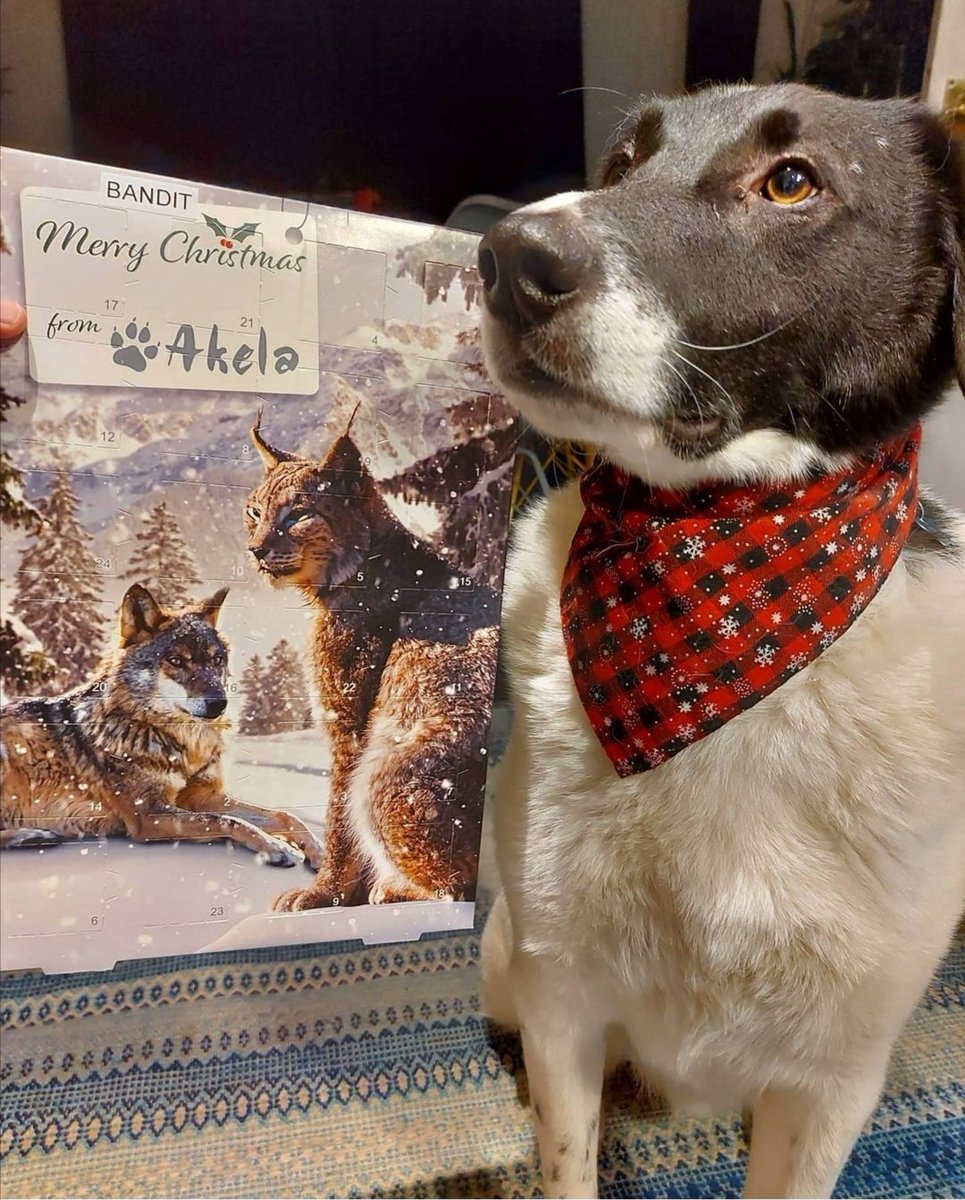 SavingStraysUK's tweet photo. This time of year just wouldn't be complete without our favourite dog blogger making an appearance, so from a very festive Bandit, he would like to wish you all a Very Merry #Christmas, and a #HappyNewYear! πππ #Christmas2020 #charity #SSStrays https://t.co/MOgaEycHPO