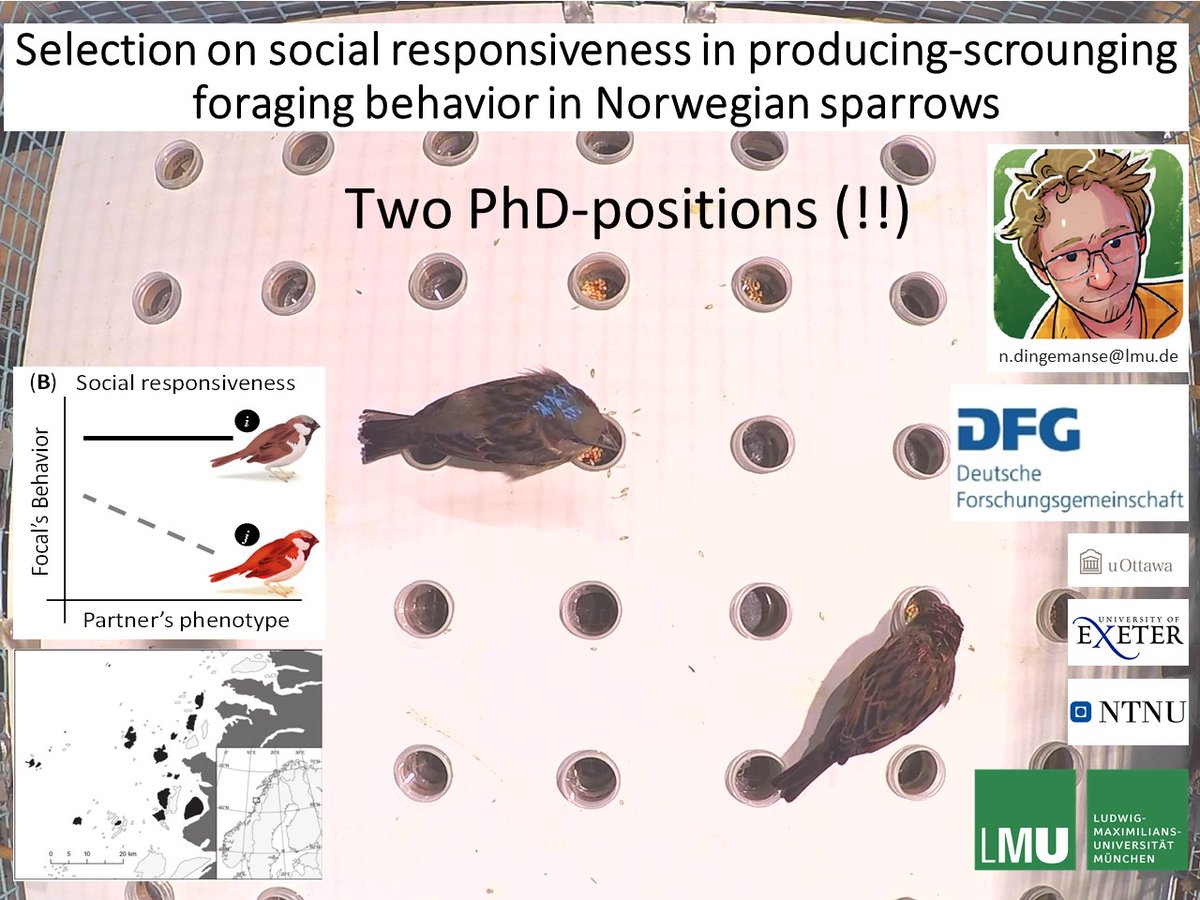 Please spread widely! 

Two <a href="/dfg_public/">DFG public | @dfg_public@wisskomm.social</a> PhD-positions <a href="/LMU_Muenchen/">Universität München</a> to study how selection acts on social impact &amp; responsiveness in Norwegian sparrows! 

Nice Collaborators 😃 <a href="/CBD_NTNU/">CBD at NTNU</a> <a href="/SparrowNinjas/">CBD House Sparrow Project</a>, H.Jensen, B.-E.Saether, Jon Wright, <a href="/ali__wilson/">Alastair Wilson</a> <a href="/JMorandFerron/">Julie Morand-Ferron</a> 

(1/3)