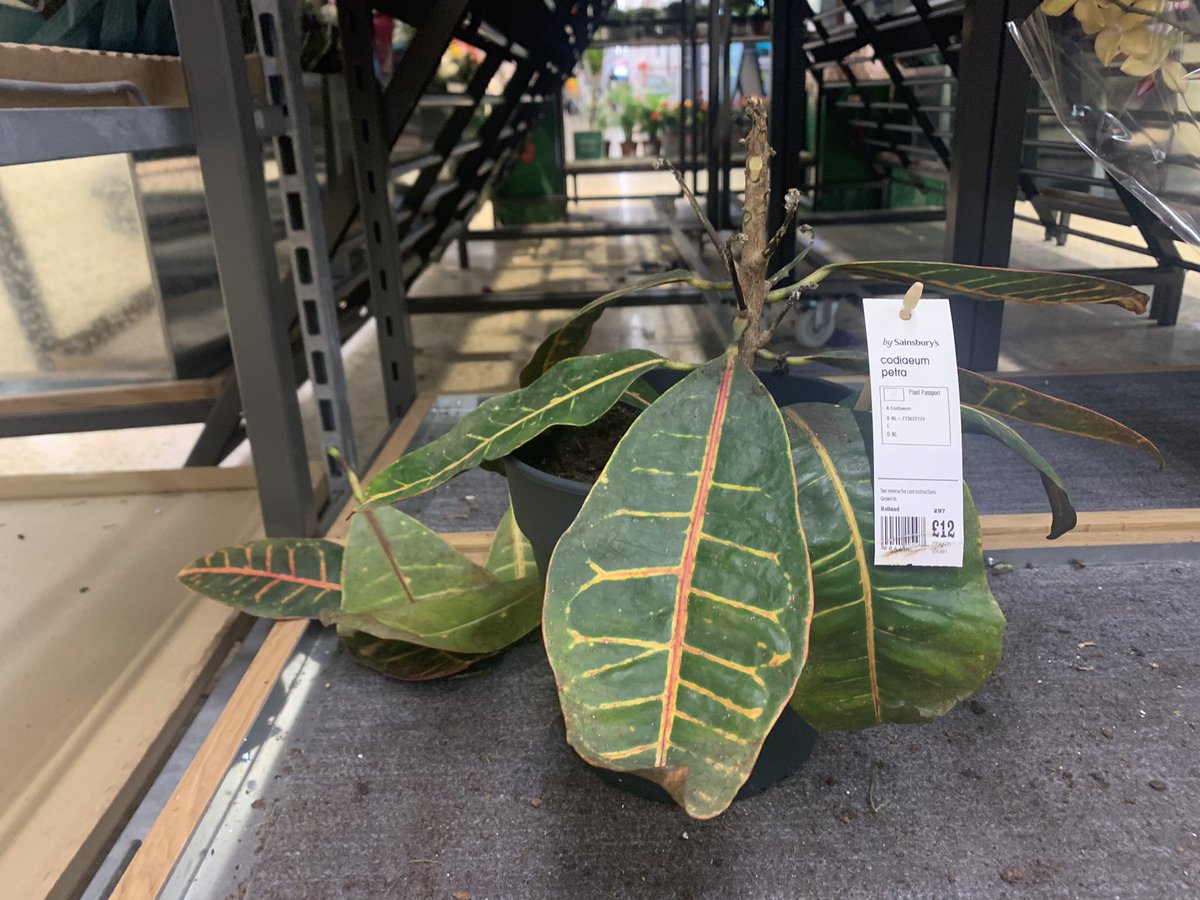 zo_rule's tweet photo. @sainsburys can you look after your plants please? Hurts every time I go into any of your stores. https://t.co/zCHFnPLVH0