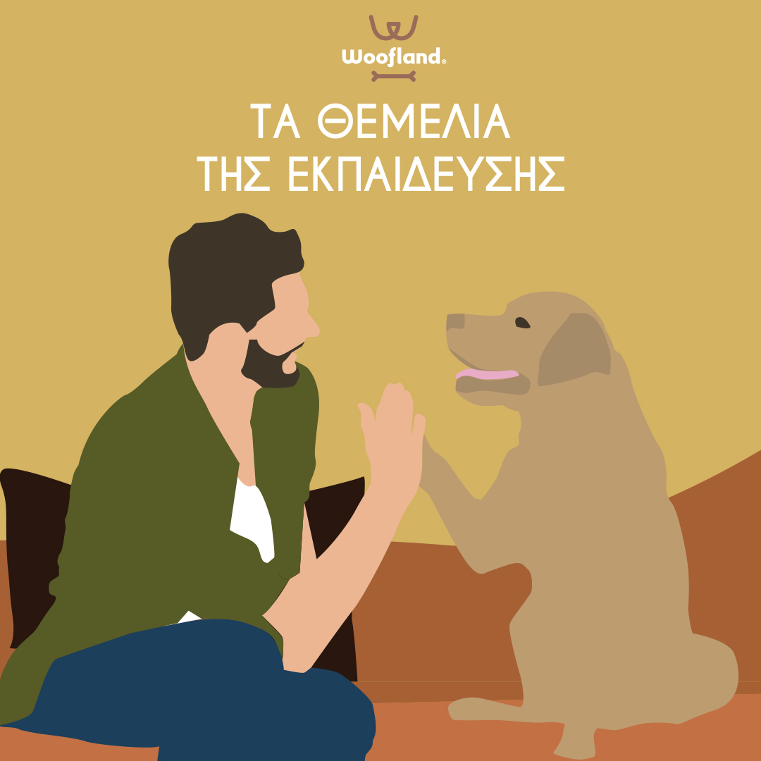 WooflandGR's tweet photo. "Τα θεμέλια της θετικής εκπαίδευσης σκύλου!
Το να επιβραβεύετε συμπεριφορές με αποτέλεσμα να θέλει ο σκύλος να δουλέψει για να λάβει την αντίστοιχη επιβράβευση  είναι το κα��ύτερο που μπορείτε να κάνετε για εσάς και το σκύλο σας."
https://t.co/TVptmkcSan https://t.co/urExxUIGvi