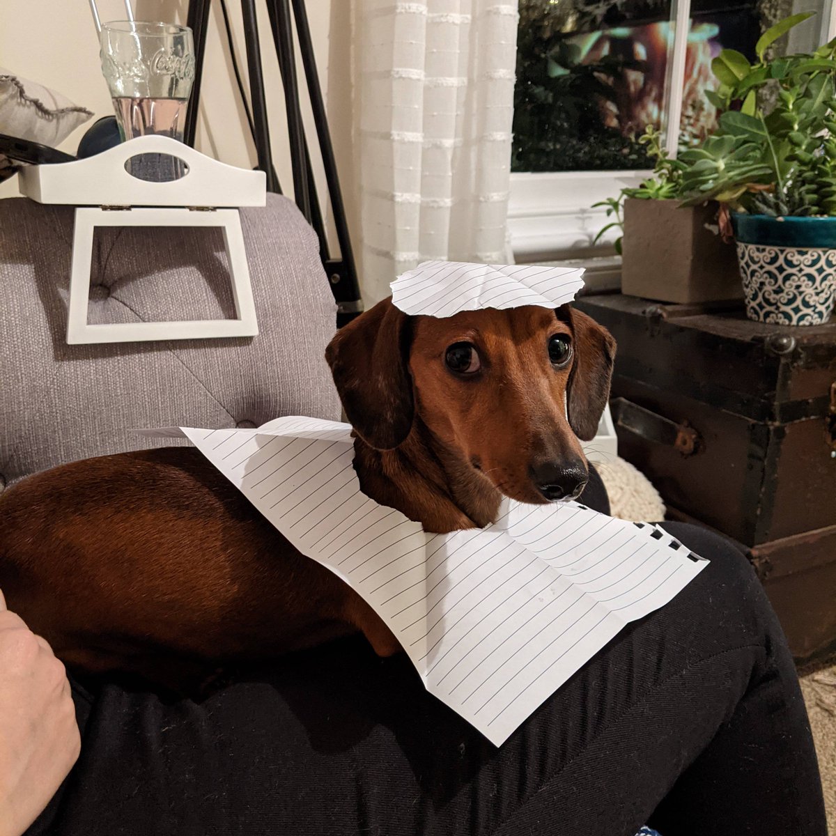 MontyTheSausage's tweet photo. Yes, this is my outfit for today. No need to stare! ππβΊοΈπΆ #Christmastree #DogsOfTwitter #DogsOfInstagram #MontyProblems #sausagedog #checkoutmystyle #trendsetter #2021fashion #yousawitherefirst https://t.co/WjcjufXqfX