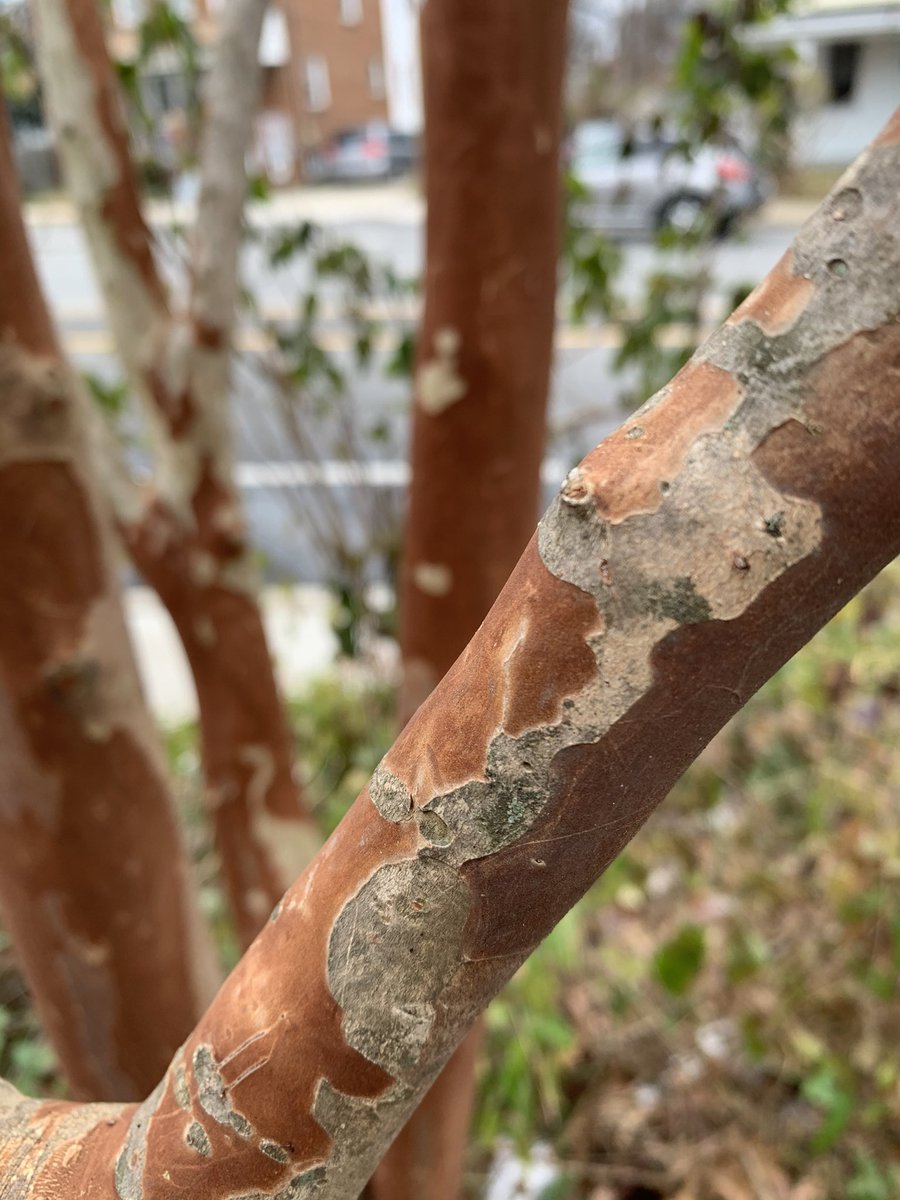 WDCGardener's tweet photo. Day 3 of can you name this bark? This one should be the easiest one of the 3. The Washington Gardener Magazine cover story this month is on the beauty of bark. #gardendc #dmv #trees #bark #nofilter #picoftheday #treechat #barktexture #dc #treebark https://t.co/vR0F3BOXWr