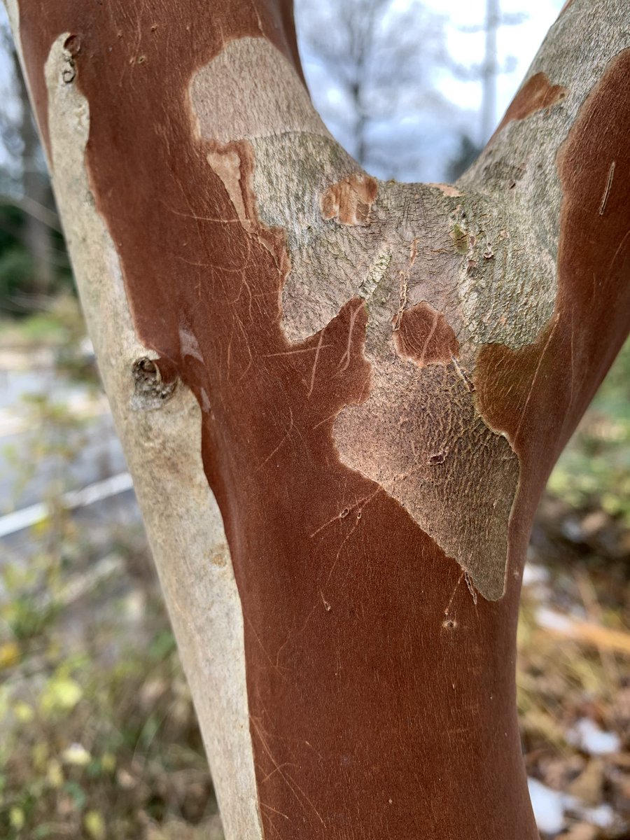 WDCGardener's tweet photo. Day 3 of can you name this bark? This one should be the easiest one of the 3. The Washington Gardener Magazine cover story this month is on the beauty of bark. #gardendc #dmv #trees #bark #nofilter #picoftheday #treechat #barktexture #dc #treebark https://t.co/vR0F3BOXWr