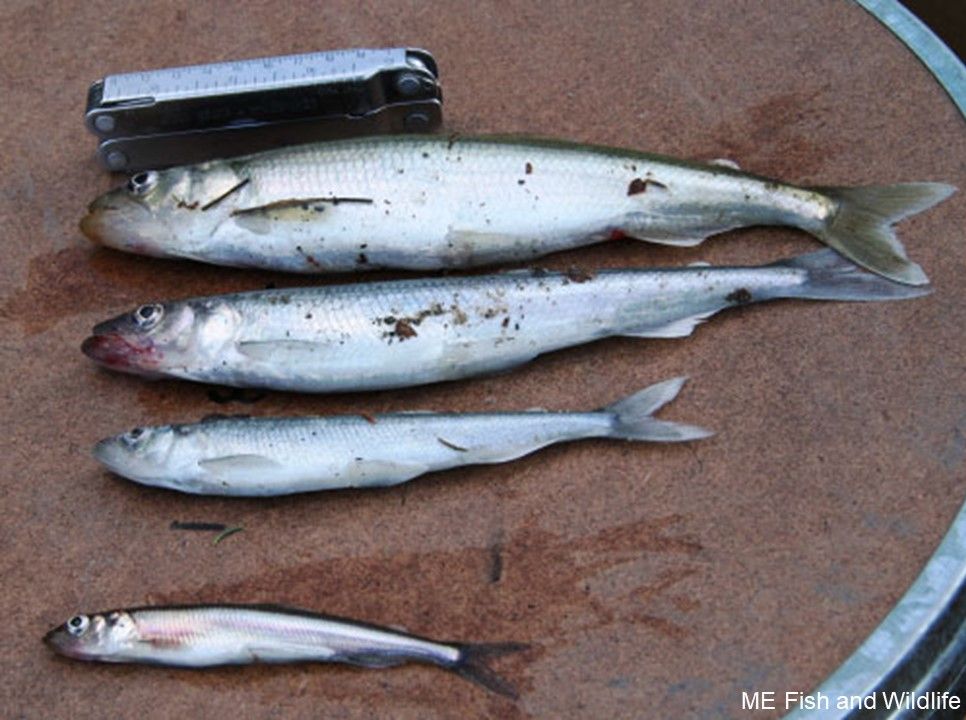 The New Hampshire/Vermont Arctic char populations are extirpated (locally extinct) and its range in Maine has been steadily shrinking due in part to introduced species like lake trout (which prey on them) + rainbow smelt (pictured here, which compete with them)  #25DaysofFishmas