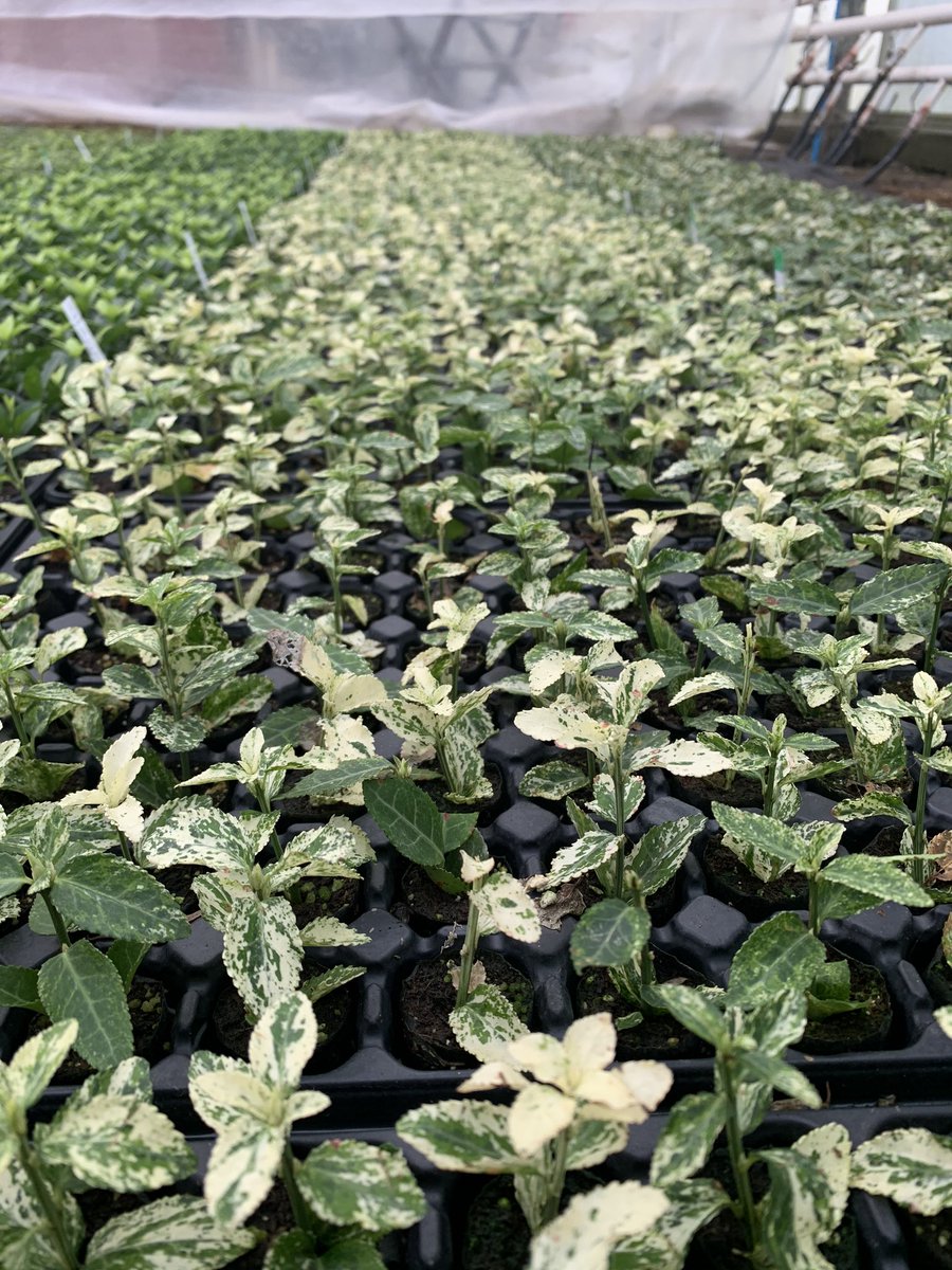 Neil Alcock tweet media