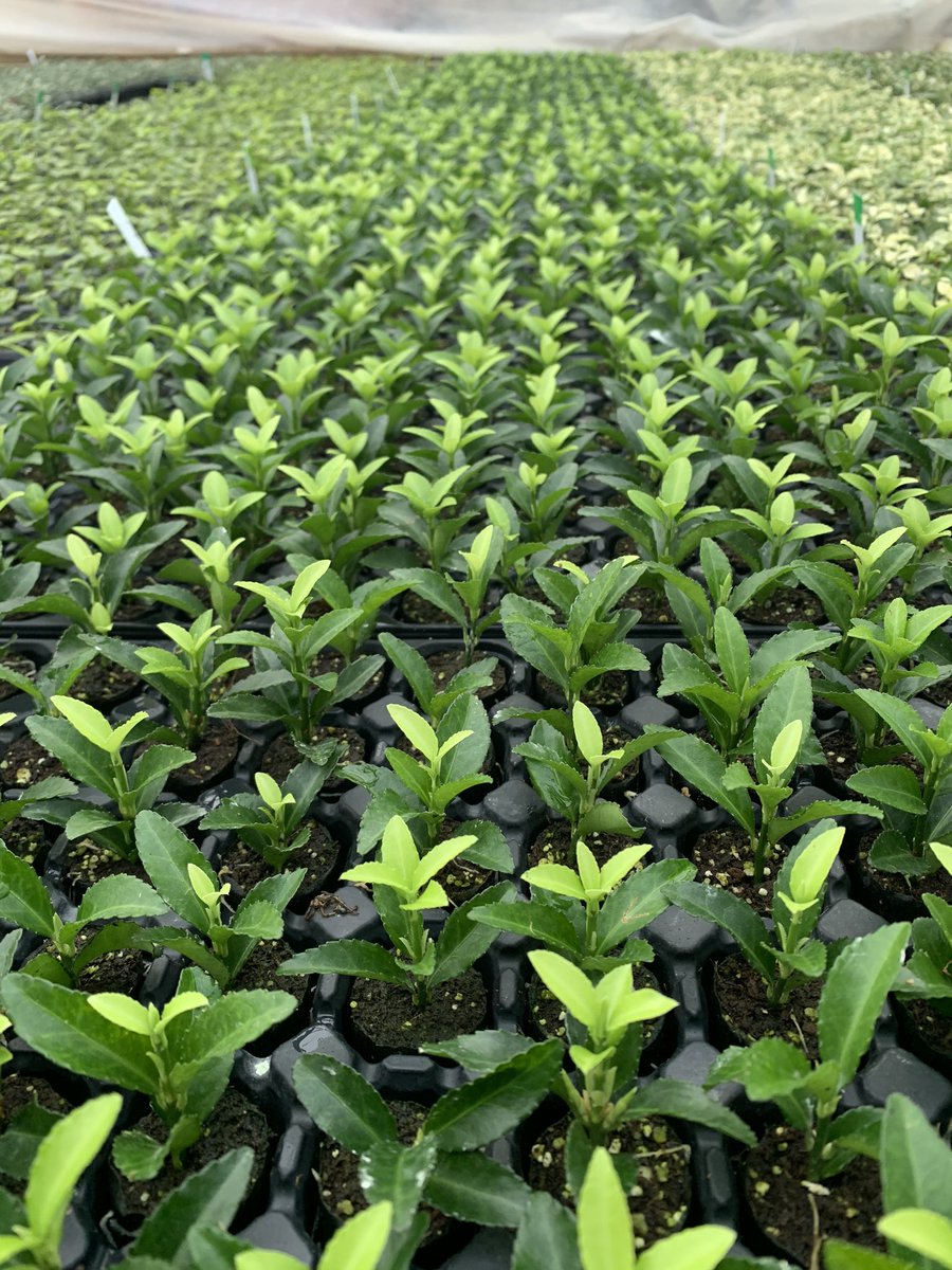 Neil Alcock tweet media