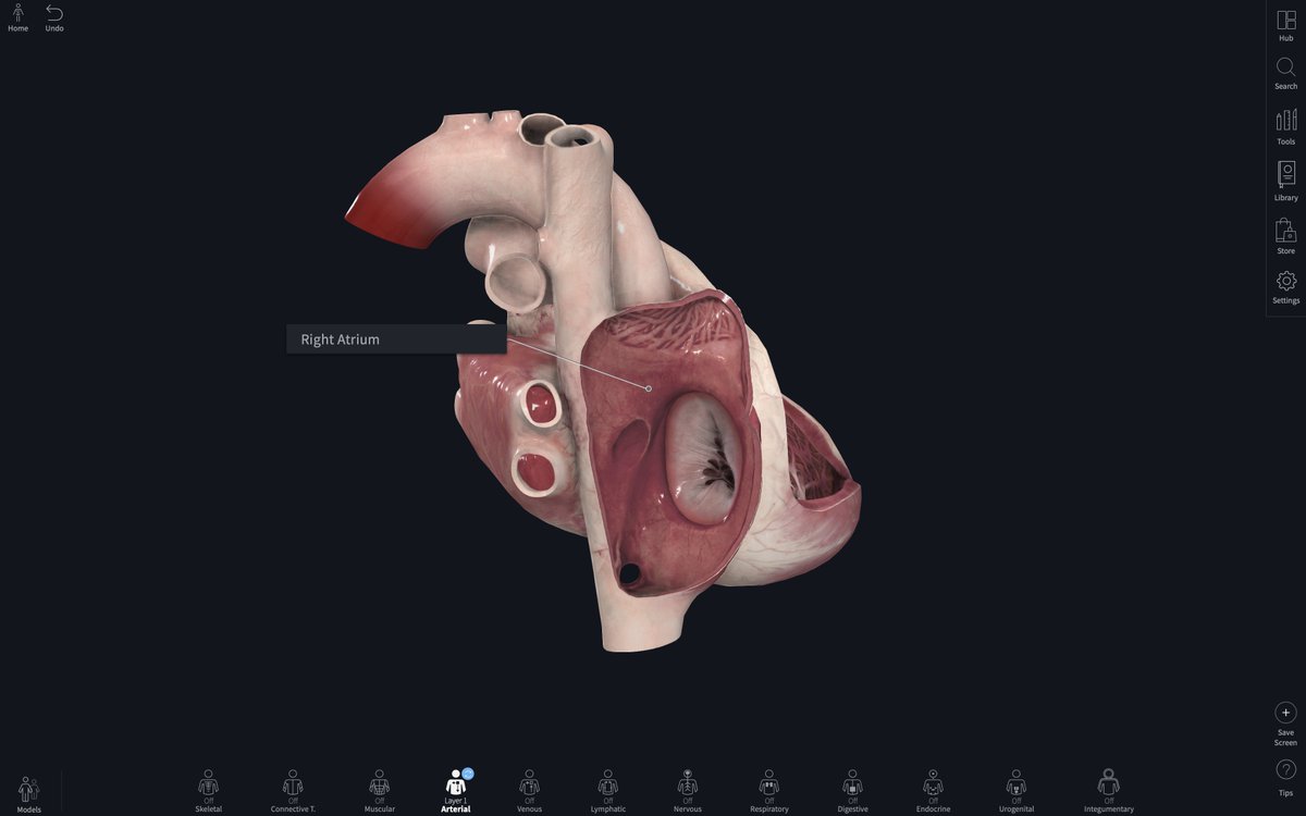 CompleteAnatomy's tweet photo. Number 4 of #10daysofCA brings us a look at #CompleteAnatomy's 4 Chambers of the heart ❤️ that can be seen like never before with a heart that beats in real time. https://t.co/Dbd8rXx13q