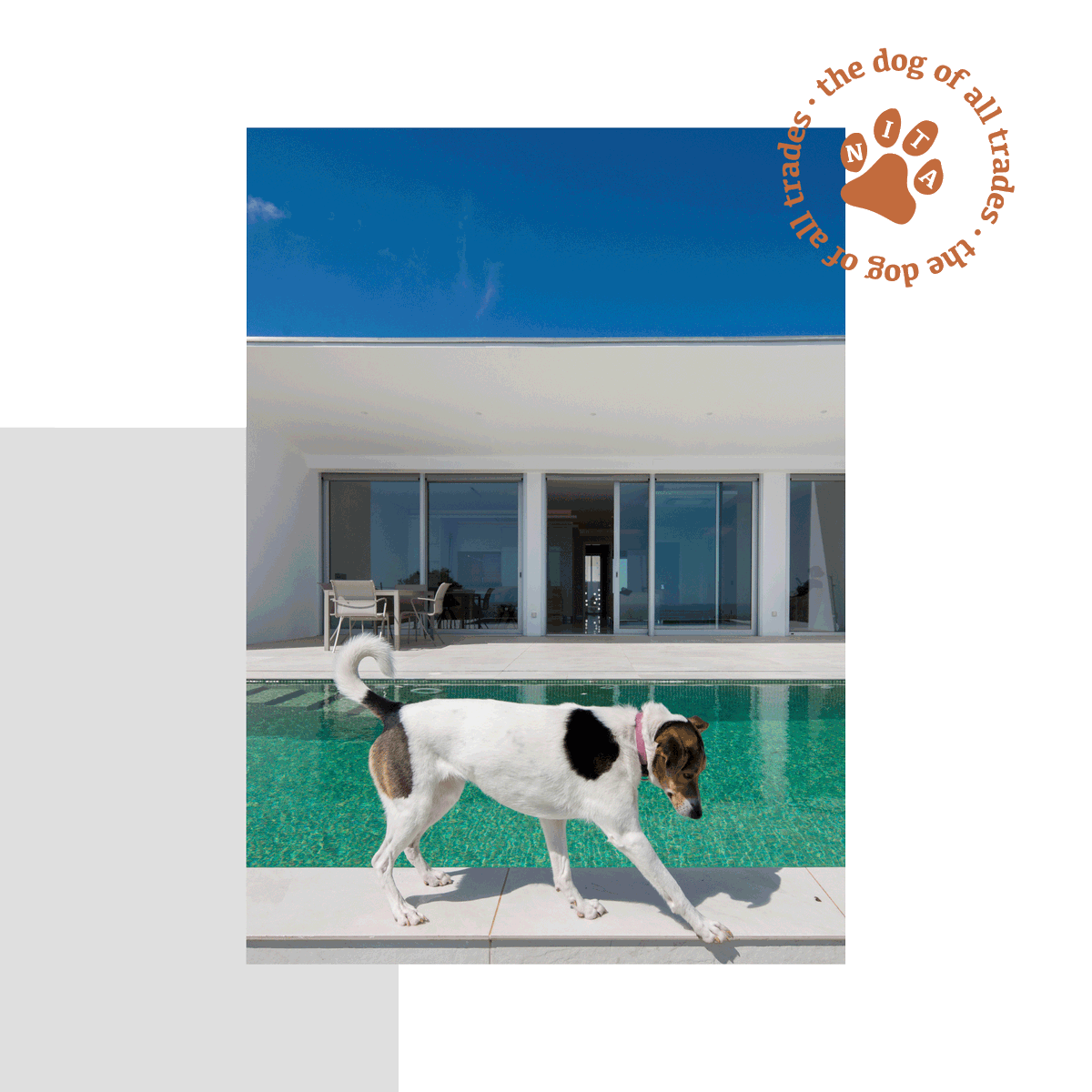 COREarchitects1's tweet photo. Our dog-of-all-trades, Nita, has high standards when it comes to giving her paw stamp of approval. What do you think she looks for?

#DogsofTwittter #dogs #puppylife #puppy #cute #cutedogs https://t.co/GHR6S02BUJ