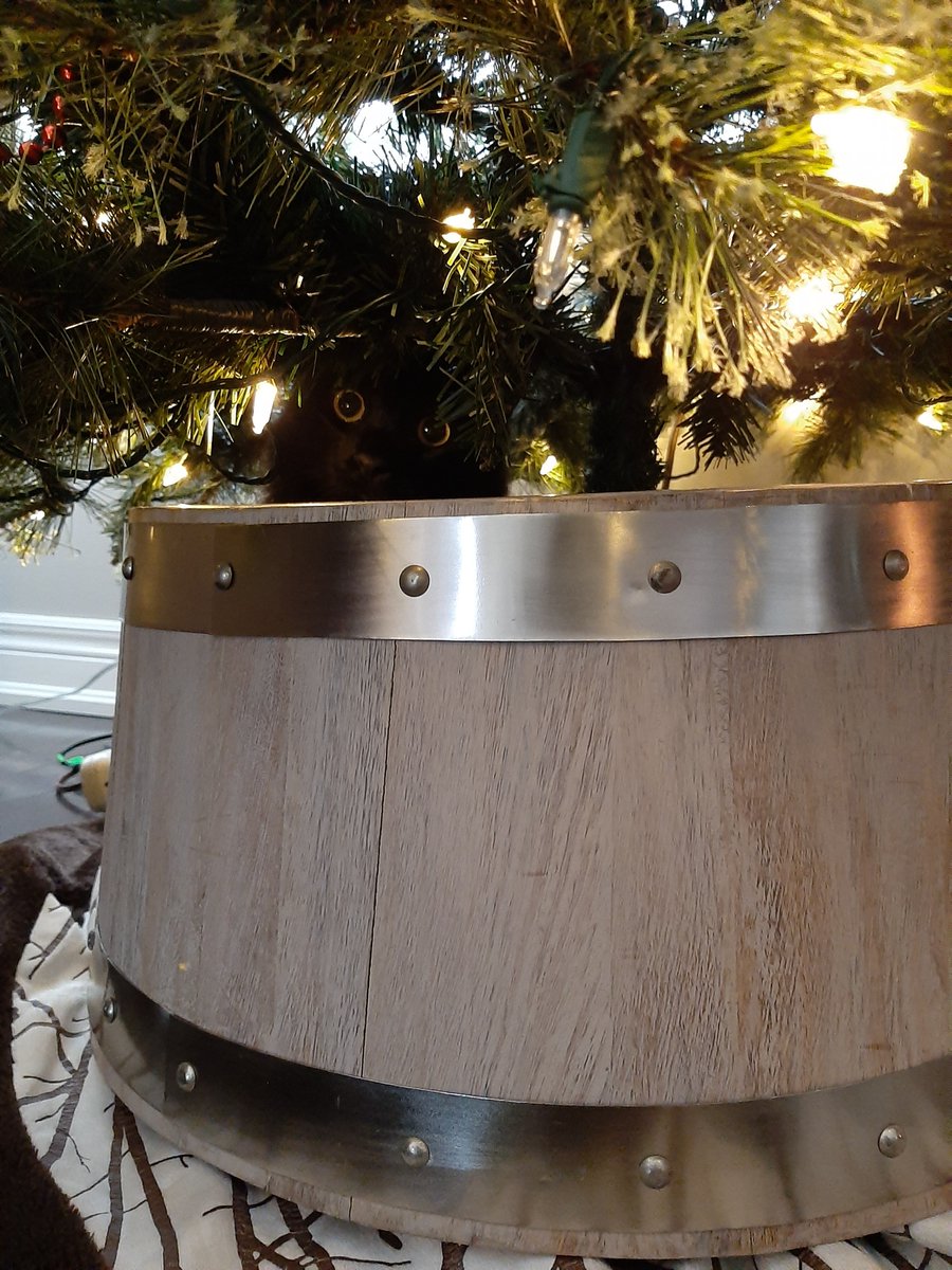 _ekamy_'s tweet photo. Merry Chrysler from the Xmas Treeskirt Basin!Cat #cutecats #blackcats #tombo #boseph #xmas #CatsOfTwitter https://t.co/iZ4vK44ATs