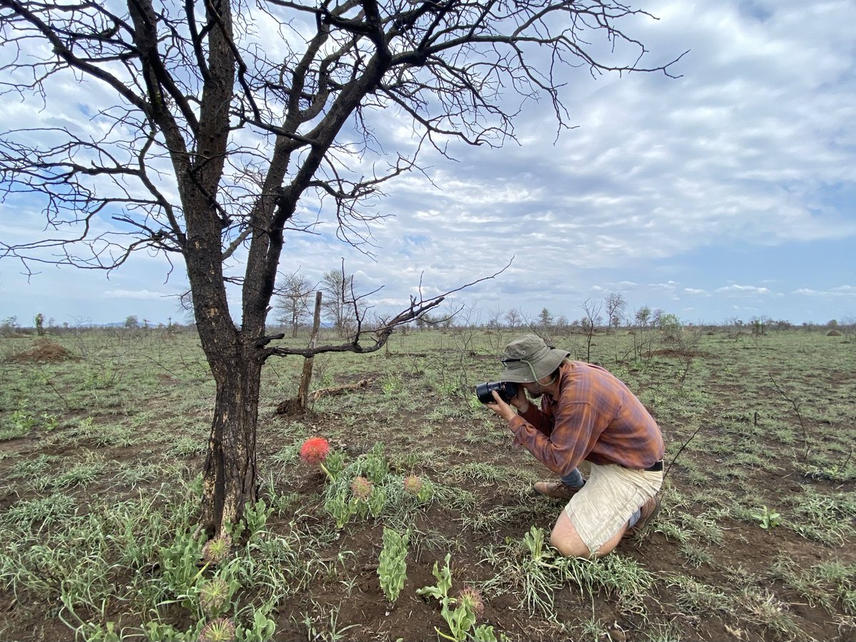 BotSocSA's tweet photo. This week’s blog comes from Kruger NP, by guest authors Joseph White & Laurence Kruger. Follow their research on wildlife grazing and their joy at seeing the summer veld burst into bloom on our #BotSocBlog. Read more: https://t.co/wJQwKJpIzJ #BotSocSA #KrugerNP https://t.co/5K6naD4cOQ