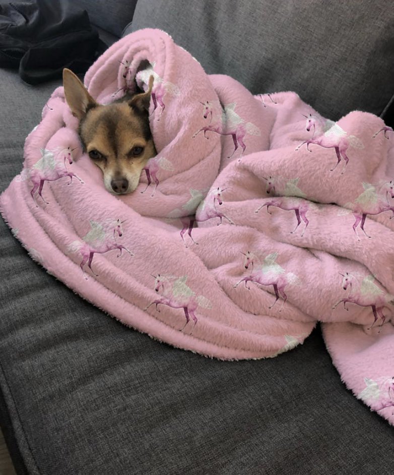 amybeee123's tweet photo. @OfficialPLT @UmarKamani #PLTXmasGift my friends dogs representing #PLT https://t.co/Kl3I9T7eSM