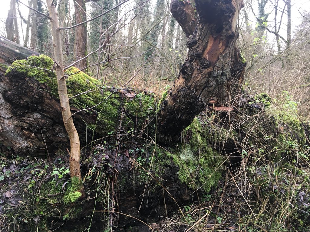 Collect samples of bark from interesting niches. Slime moulds feed on bacteria so think where they might like to be foraging: rot holes, where litter accumulate, invert frass, water/sap tracks..