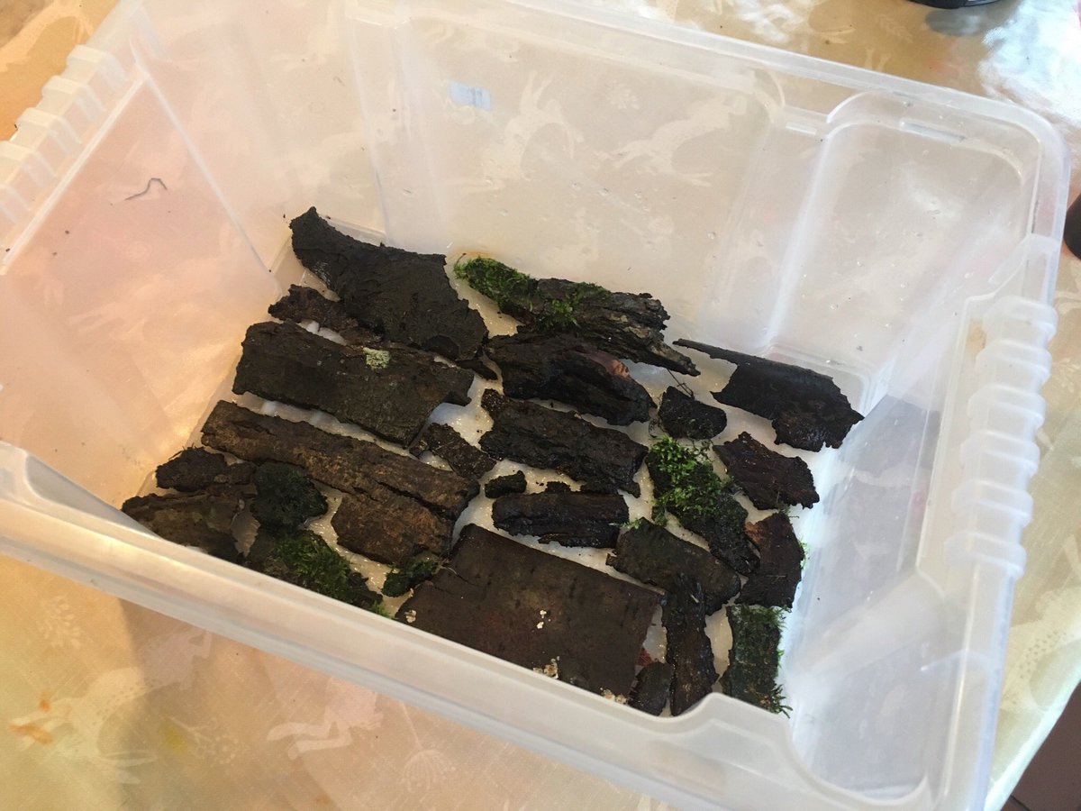 Lay out samples not touching on kitchen paper in an airtight box, wet the paper with cooled boiled water and put the lid on. Keep at room temperature..