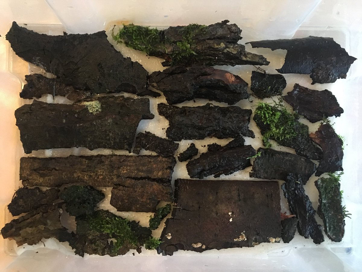 I made this one to using samples from wet woodland at Smockmill Common, Norfolk. I’ll add spp to this thread as they pop up over the next month or so...