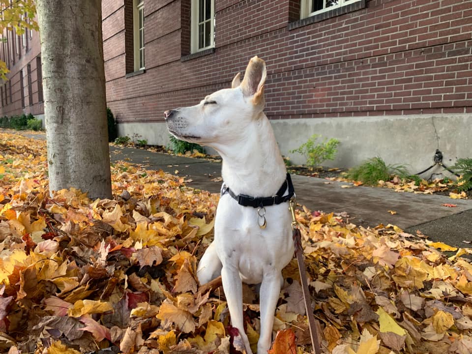 Daisy Doo with the glamour shot. Pele is in the holiday spirit. Sophie enjoyed the fall leaves this year. And Franklin went camping
